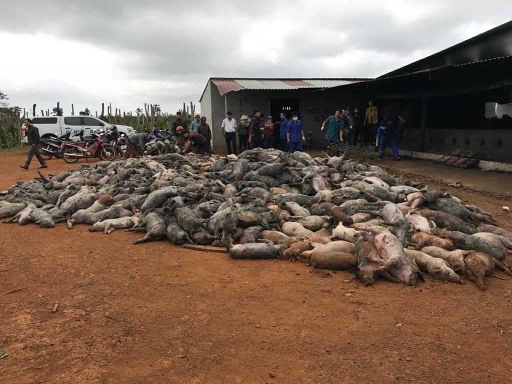 Xót xa hơn 1.000 con lợn chết cháy vì điện giật ở Đắk Nông