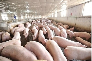 Dự báo giá heo hơi hôm nay 27/1: Giá lợn hơi mới nhất 34.000 đồng/kg