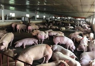 Dự báo giá heo hơi hôm nay 28/1: Giá lợn hơi mới nhất 36.000 đồng/kg