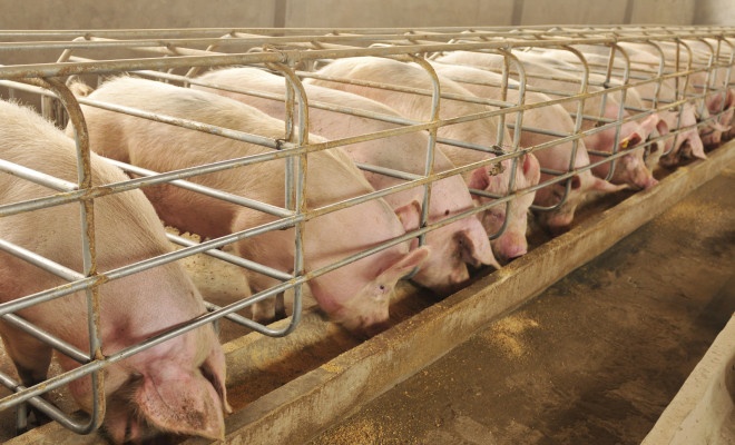 Dự báo giá heo hơi hôm nay 29/1: Giá lợn hơi mới nhất 34.000 đồng/kg