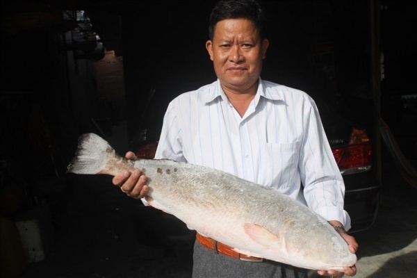 Cặp cá sủ vàng có giá trị tiền tỷ ở Khánh Hòa