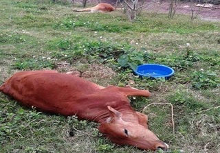 Thái Bình: Điều tra nguyên nhân khiến 9 con bò chết bất thường