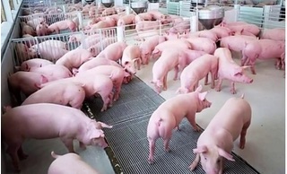 Dự báo giá heo hơi hôm nay 31/1: Giá lợn hơi mới nhất 38.000 đồng/kg