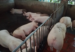 Dự báo giá heo hơi hôm nay 1/2: Giá lợn hơi mới nhất 37.000 đồng/kg