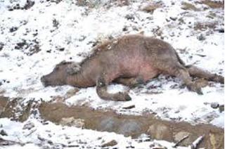 Giá rét khủng khiếp khiến hàng nghìn con gia súc ở miền Bắc chết rét 
