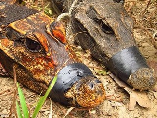 Tìm thấy cá sấu màu da cam độc đáo tại miền Tây châu Phi