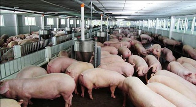 Dự báo giá heo hơi hôm nay 3/2: Giá lợn hơi mới nhất 36.000 đồng/kg