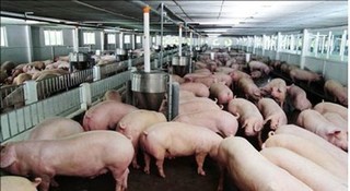Dự báo giá heo hơi hôm nay 3/2: Giá lợn hơi mới nhất 36.000 đồng/kg