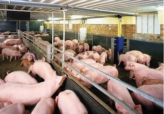 Dự báo giá heo hơi hôm nay 4/2: Giá lợn hơi mới nhất 35.000 đồng/kg