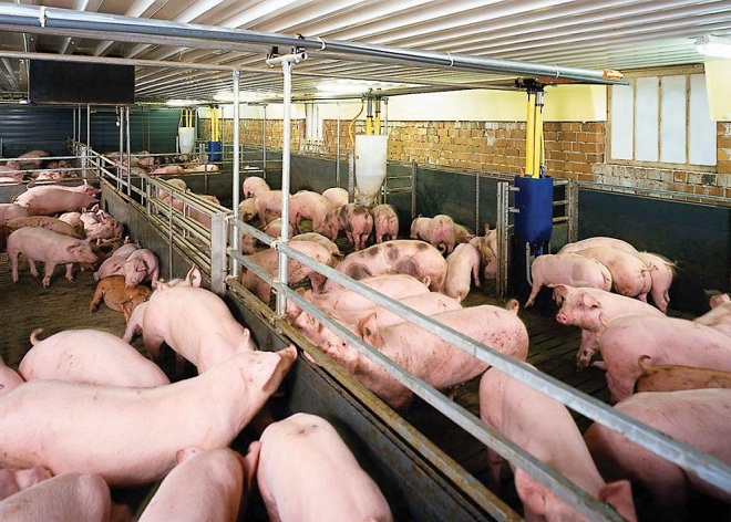 Dự báo giá heo hơi hôm nay 4/2: Giá lợn hơi mới nhất 35.000 đồng/kg