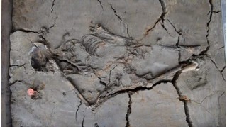 Phát hiện bộ hài cốt mẫu tử 6000 năm tuổi tại Hà Lan