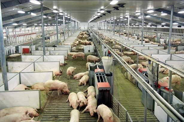 Dự báo giá heo hơi hôm nay 5/2: Giá lợn hơi mới nhất 36.000 đồng/kg