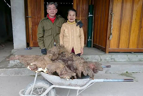 Củ khoai vạc nặng 37 kg đào được ở Hà Tĩnh