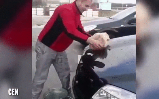 Phát hiện chú mèo nằm ngủ dưới xe, thanh niên gây phẫn nộ khi đem mèo nhúng nước, làm giẻ lau chiếc Mercedes
