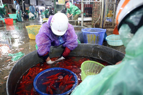 Hàng mã đắt khách, cá chép cháy hàng trước Tết ông Công, ông Táo