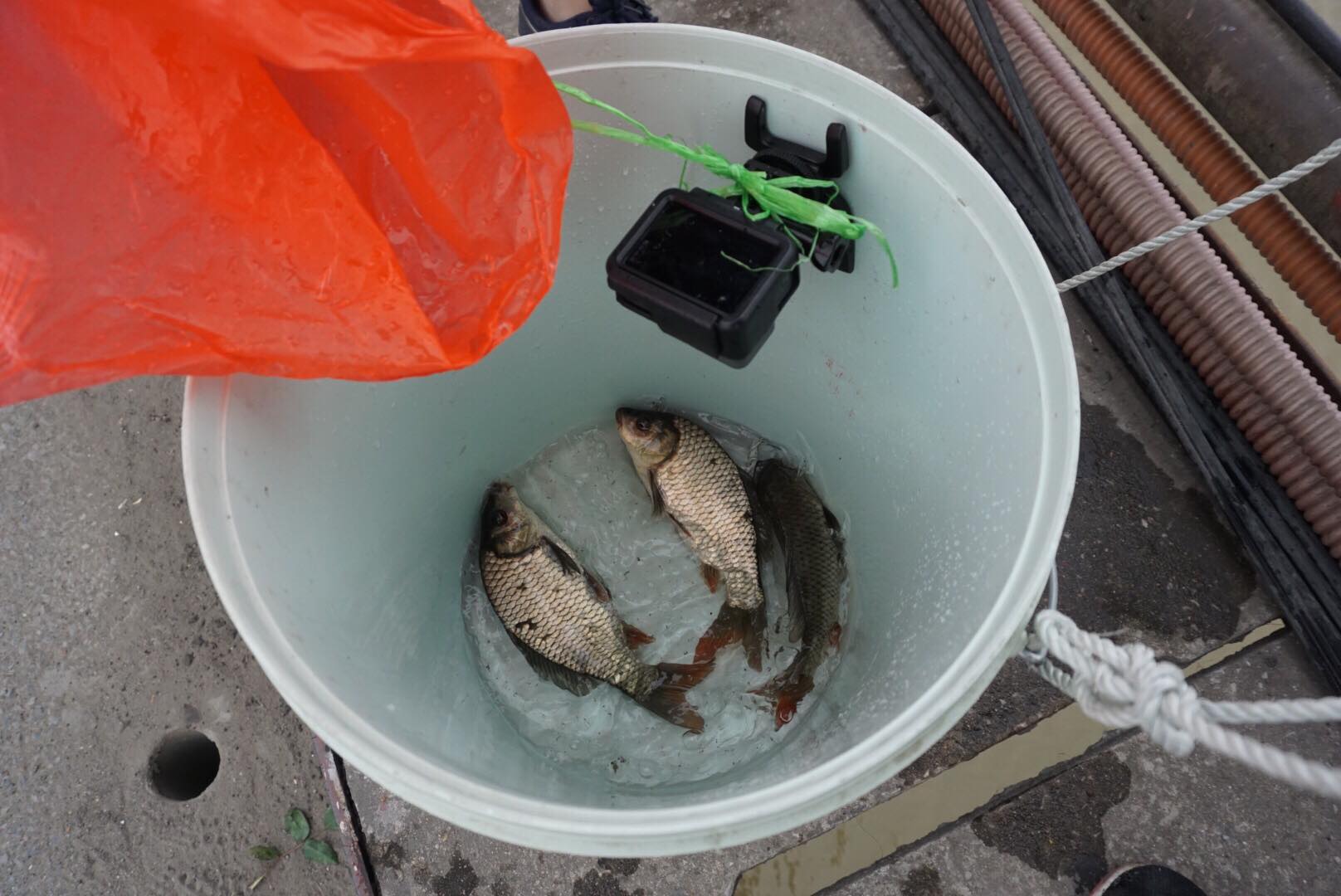 Những con cá được tình nguyện viên bỏ vào xô mang xuống dưới để thả