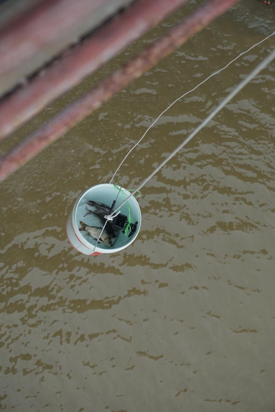  Những xô cá được đưa từ trên cầu xuống dưới nước