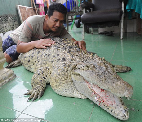 Người đàn ông Indonesia sống chung với cá sấu 200 kg