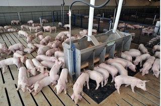 Dự báo giá heo hơi hôm nay 12/2: Giá lợn hơi mới nhất ở miền Bắc bất ngờ giảm nhẹ