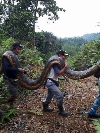 Malaysia: Bắt được rắn trăn khổng lồ nặng 100 kg