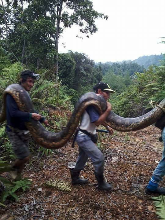 Rắn trăn khổng lồ nặng 100 kg vừa được người dân Malaysia bắt được