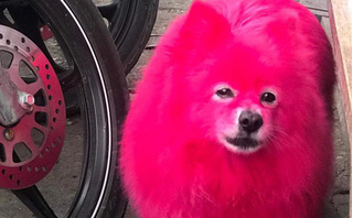 Nhuộm lông hồng rực cho chó chơi Tết, người chủ bị dân mạng 