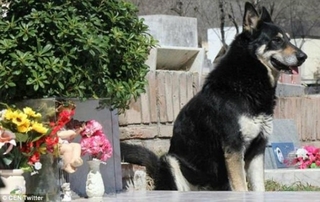 Sau 11 năm âm dương cách biệt, cuối cùng chú chó ‘trung thành nhất thế giới’ cũng được đến bên chủ