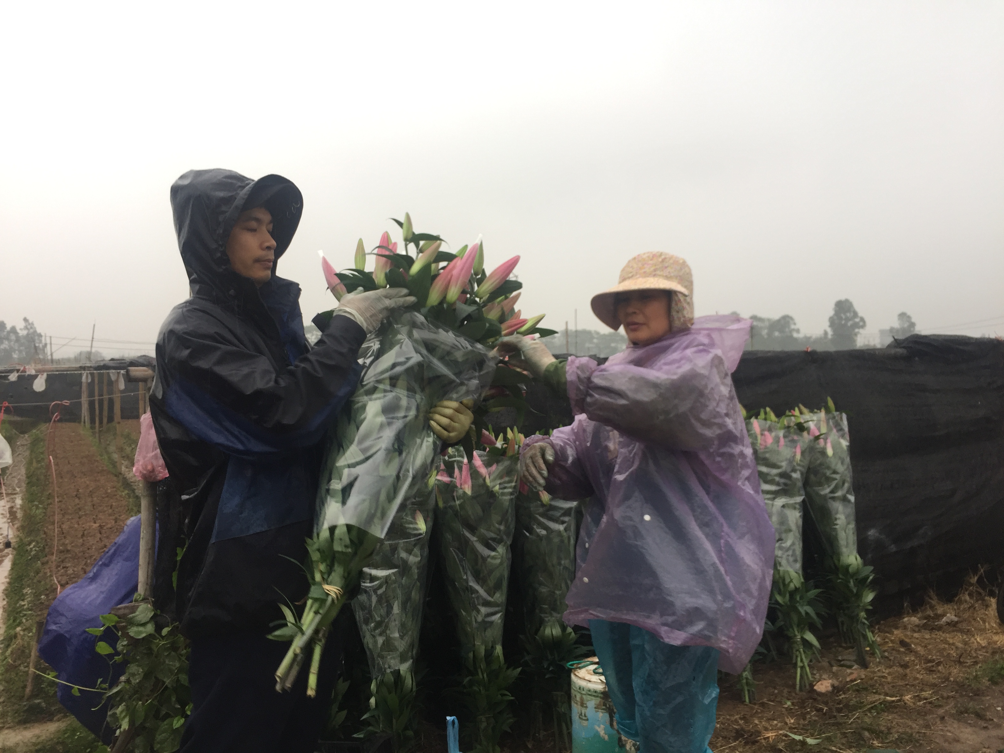 Ly nở sau Tết, gia đình ông Lâm vội cắt ra chợ bán lẻ với giá ly hồng chỉ 8.000 đồng
