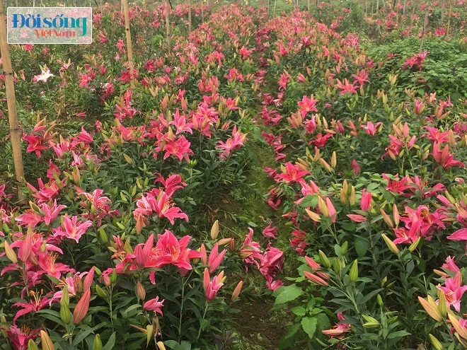 So với vài ngày trước thì giá hoa ly đắt hơn, chúng tôi cũng mừng