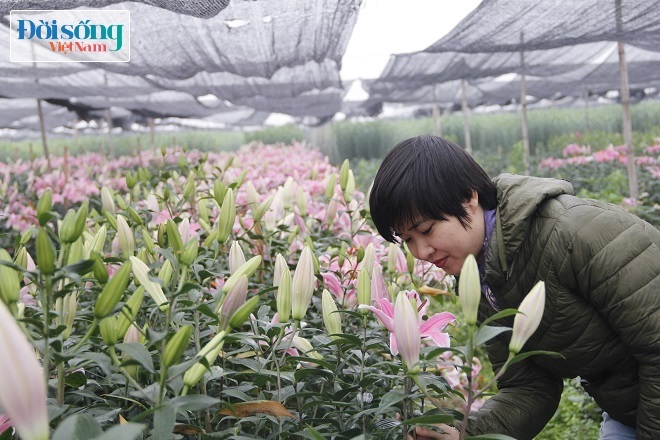 Nhiều hộ dân sau Tết mùng 2 đến mùng 3 Tết hao đắt nhất chỉ 100 nghìn đồng một bó hoa ly hồng đẹp.