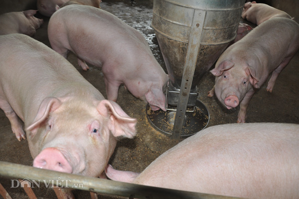 Dự báo giá heo hơi hôm nay 27/2: Giá lợn hơi mới nhất giảm 2.000 đồng/kg