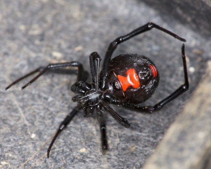 loài nhện độc nhất hành tinh