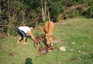 Hi hữu: Bò mẹ sinh 3 gây xôn xao ở Quảng Nam