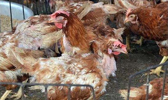 Ăn thịt gà chết, 25 người nhập viện cấp cứu nghi ngộ độc 