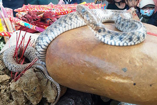 Cặp 'rắn thần' trườn trên ngôi mộ vô danh ở Quảng Bình là rắn nước bình thường