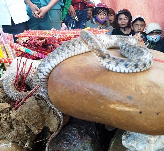 Rắn thần xuất hiện trên mộ bà ăn mày, nghìn người thắp hương cúng bái