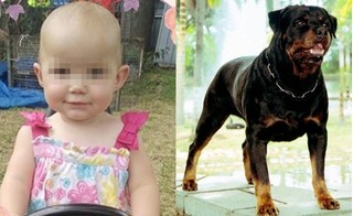 Được mẹ đưa về nhà ngoại chơi, bé gái 1 tuổi bị chó nhà hàng xóm cắn tử vong
