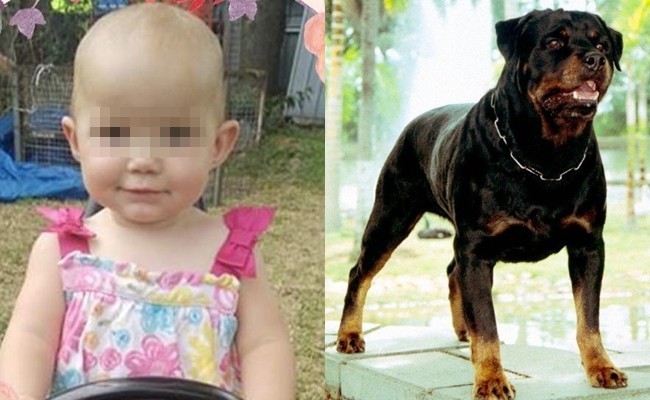 Mẹ đau đớn nhìn chó cắn chết con gái 1 tuổi bé bỏng