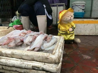 Chú mèo tên Chó đeo kính râm, mặc đồ ‘chất lừ’ ở chợ Hải Phòng gây sốt trang tin nước ngoài