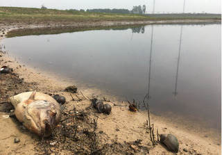 Hồ Suối Hai đang bị bức tử và những cảnh tượng đau đớn khiến nhiều người phẫn nộ