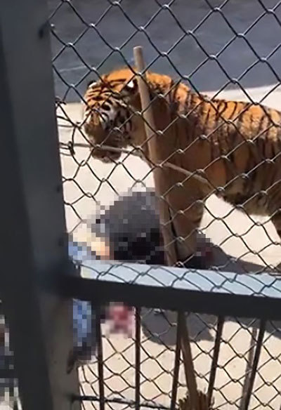 Nhân viên sở thú bị chính chú hổ một tay chăm bẵm từ bé cắn chết