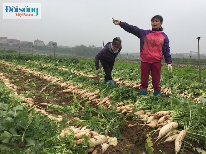 Chị Nguyễn Thị Tuyết ở thôn Đông Cao, xã Tráng Việt - thương lái mua củ cải cho biết, hiện tại giá bán buôn ngoài thị trường 1000 đồng/kg chưa rửa