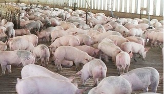 Dự báo giá heo hơi hôm nay 16/3: Giá lợn hơi mới nhất miền Bắc vẫn giảm