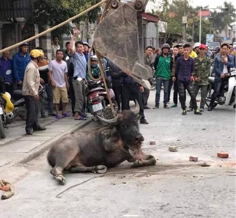 Hải Phòng: Dùng máy cẩu hạ  trâu điên húc 2 người nhập viện