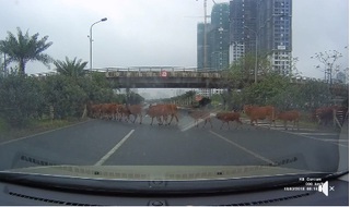 Clip: Đàn bò lững thững qua đường quốc lộ ngáng đầu xe ô tô