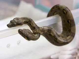 Kỳ lạ con trăn có hai đầu, hai trái tim riêng biệt