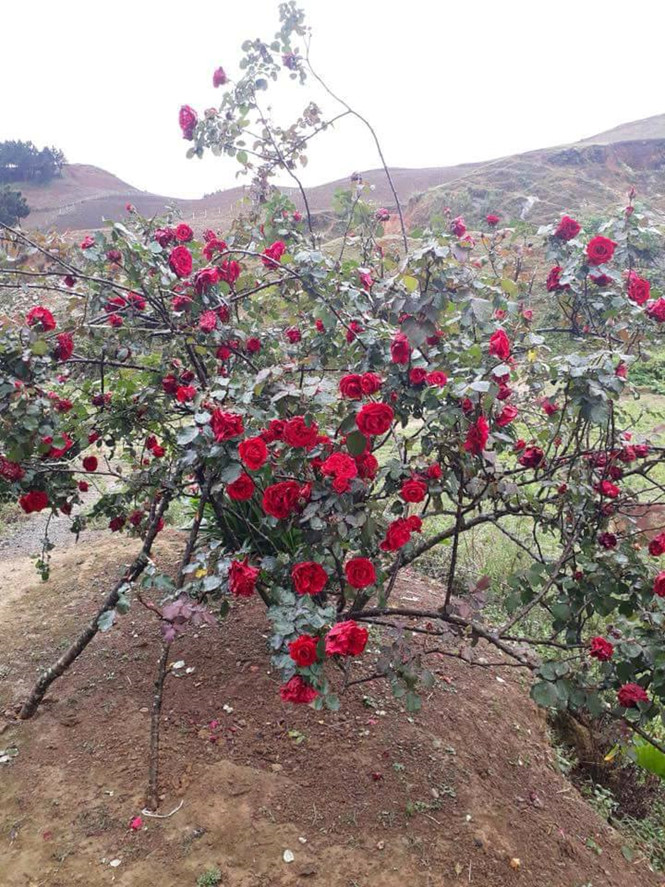 Chủ cây hồng 20 năm bị mất trộm ở Sơn La