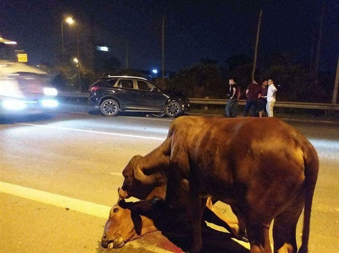 Cảm động hình ảnh chú bò bị tai nạn trên Đại lộ Thăng Long