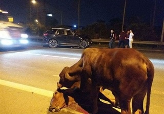 'Cảm động hình ảnh nghĩa tình' chú bò bị tai nạn trên Đại lộ Thăng Long