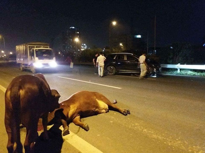 Cảm động hình ảnh chú bò bị tai nạn trên Đại lộ Thăng Long